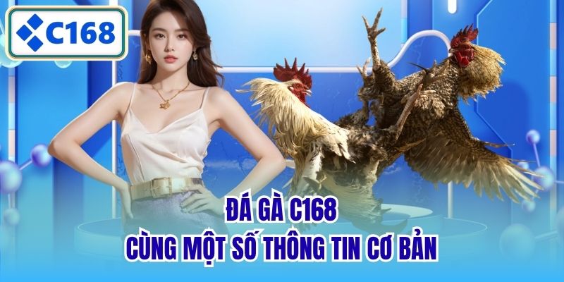 Đá gà C168 cùng một số thông tin cơ bản